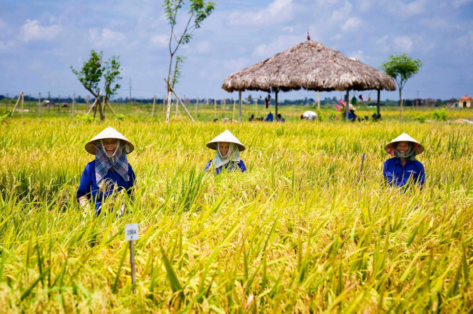 tang-ty-le-co-gioi-hoa-trong-san-xuat-hat-giong-lua-lai-f1-074631_20210609_171.jpeg