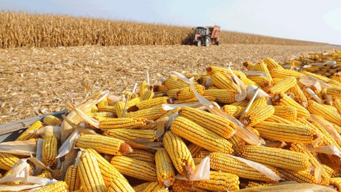 cornmaize_moz_not_-130425_365.jpg