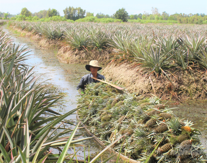 watermark_cay-khom-doi-bo-song-cai-lon-5-0928_20210610_709-165758.jpeg