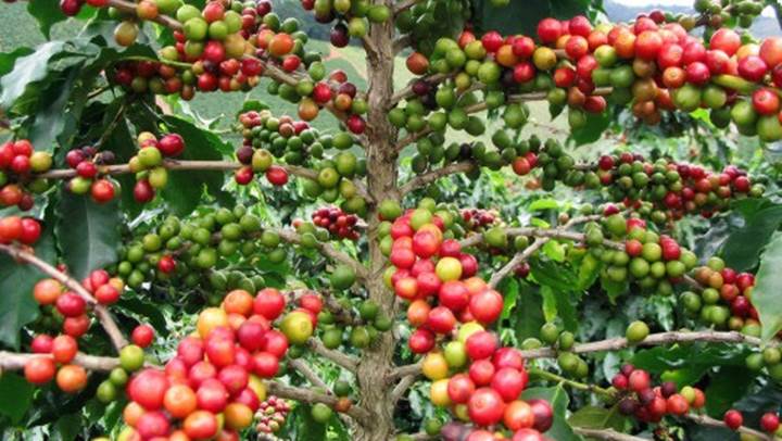 gia-ca-phe-hom-nay-27-11-ca-phe-arabica-tang-manh-080557_20201127_178.jpg