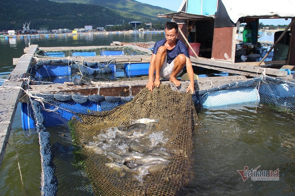 khong-co-dau-ra-nguoi-dan-nuoi-thuy-san-dung-ngoi-khong-yen-1.jpg