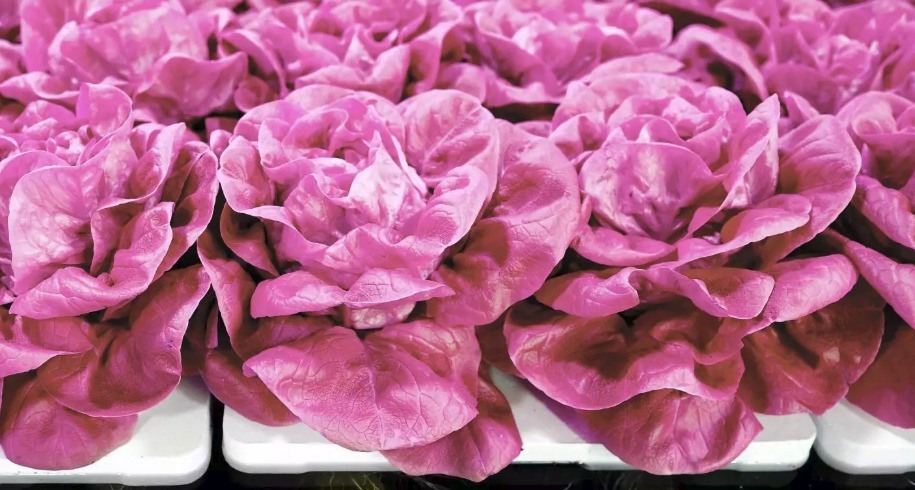 pink-lettuce.jpg