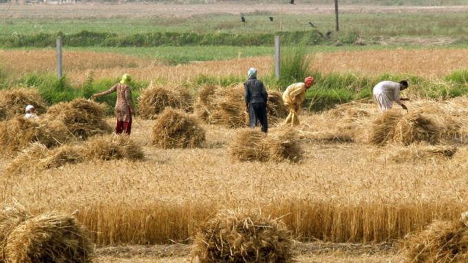 agriculture-in-pakistan-2-1280x720-214627_572.jpg