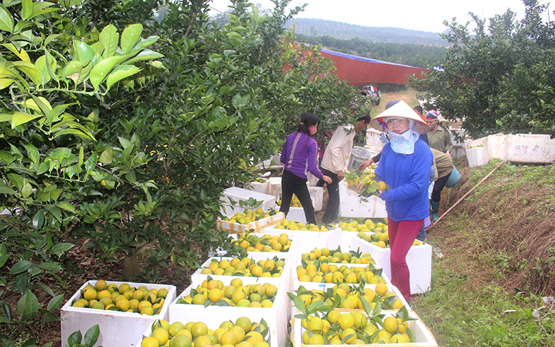 img_9038_bac_giang_cam-1636760568796.jpg