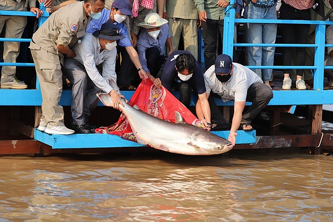 unr_big_fish_cambodia_t670-151340_156.jpg