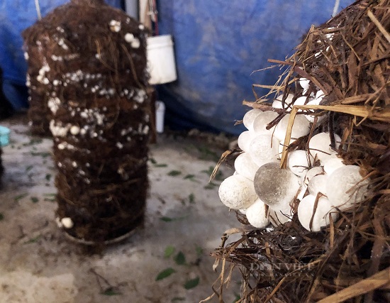 Trồng nấm rơm dạng trụ phối trộn nguyên liệu bông vải tránh được dịch  bệnh lại tăng năng suất  Dân Việt